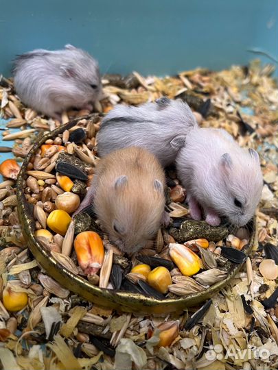 Джунгарский хомяк