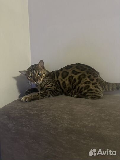 Бенгальская кошка вязка