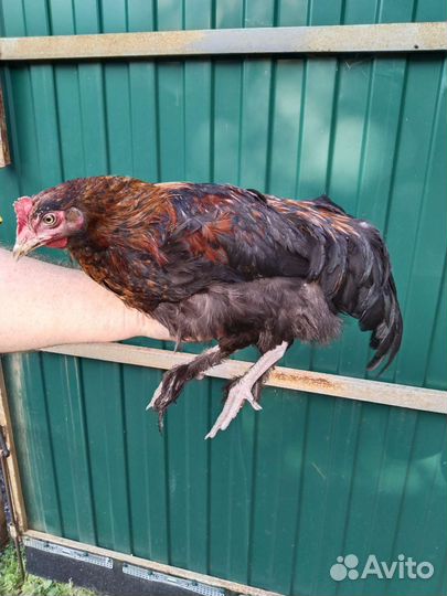 Петушок Маран