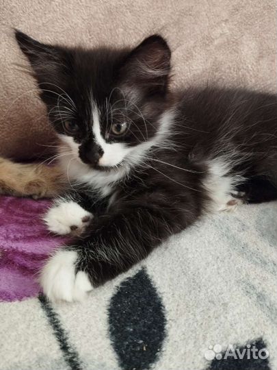 Кошка в дар