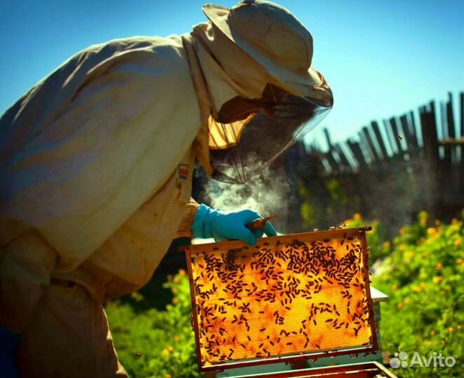 2024 Мед натуральный из Алтая оптом