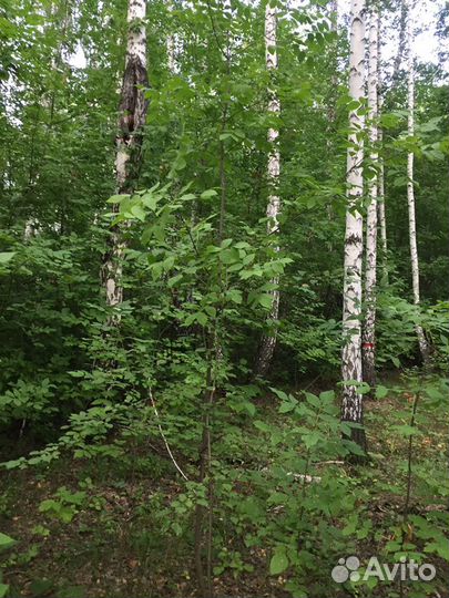 Продам ясень в любых количествах