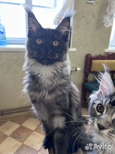 Котенок мейн кун