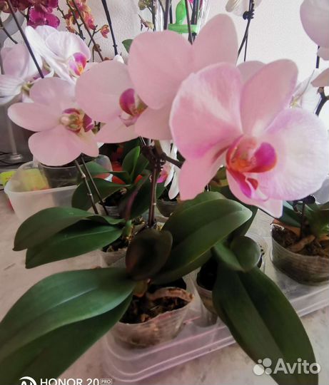 Орхидея фаленопсис Монро не цветущие