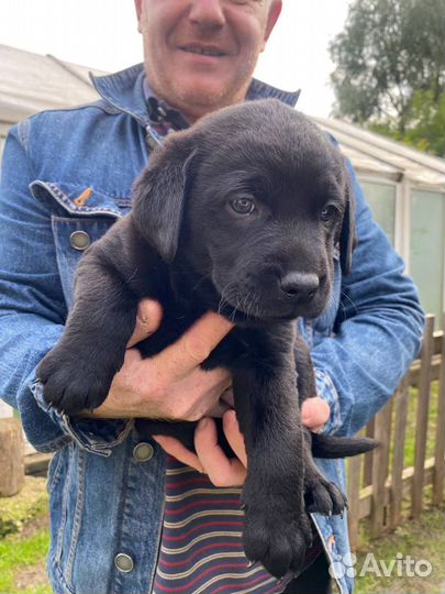 Щенки лабрадора