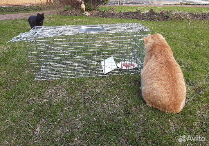 Клетка кошколовка Аренда