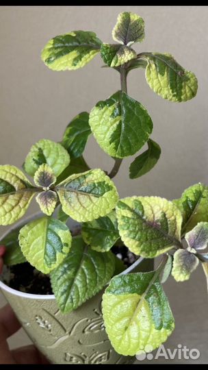 Комнатные растения