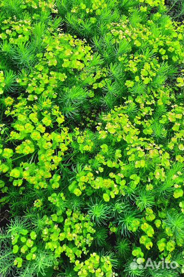 Молочай кипарисовый