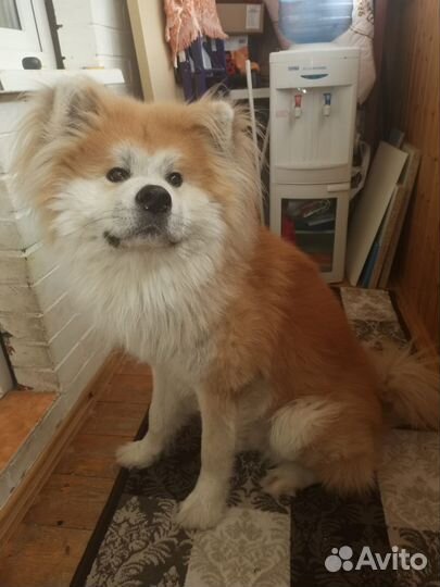 Собака акита ину 4 года