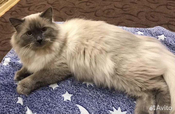 Невский маскарадный кот вязка