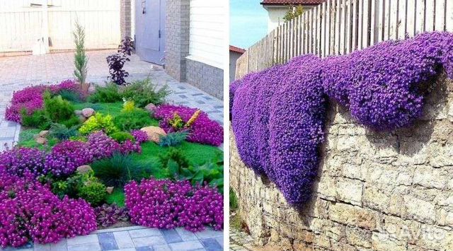 Почвопокровные растения, большой выбор