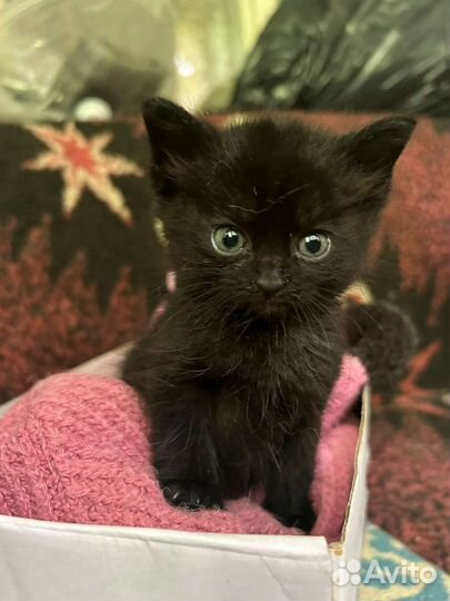 Черный котенок отдам бесплатно в добрые руки