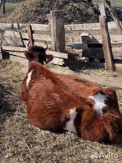 Корова стельная и тёлочки
