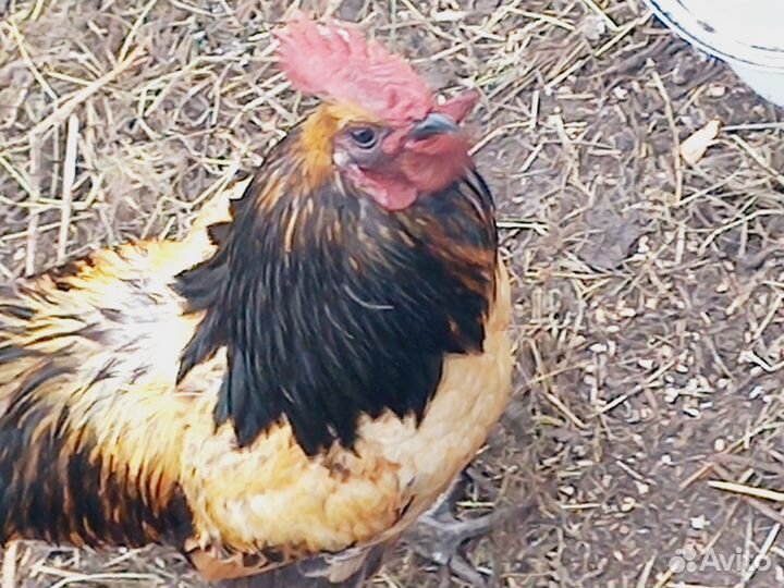 Куры и петухи китайск. шелк, ухейилюй, павловские