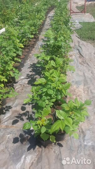 Саженцы Малины Маравилла Пшехиба Соколица