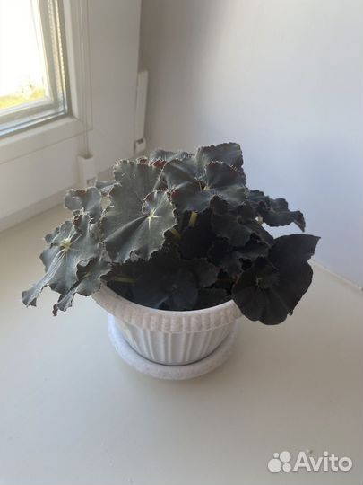 Бегония сорт Черная мамба