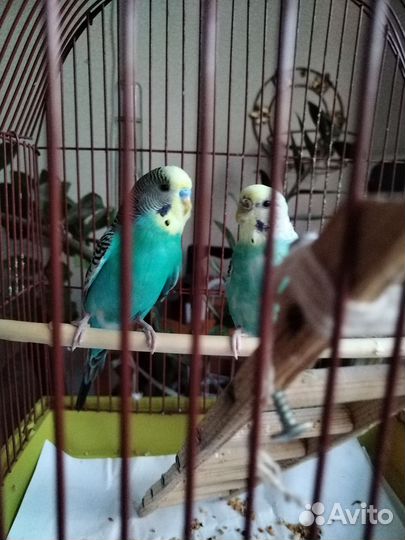 Волнистый попугай с клеткой