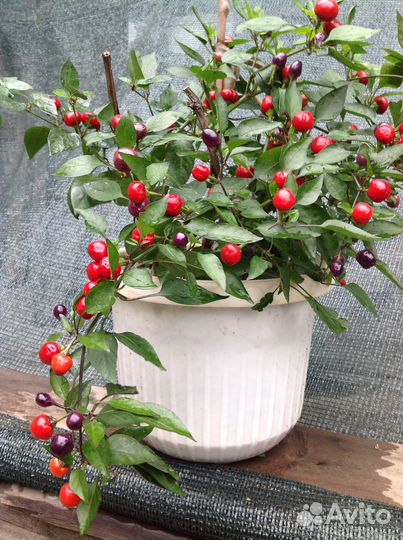 Семена острых горшочных перцев.10с-40р