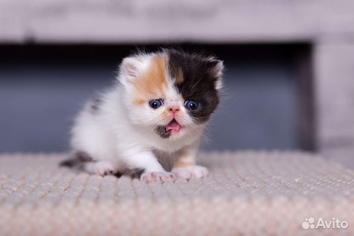 Котята экзо