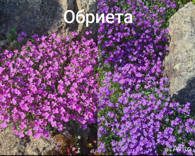 Многолетники для вашего сада