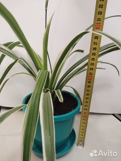 Комнатные цветы. Хлорофитум