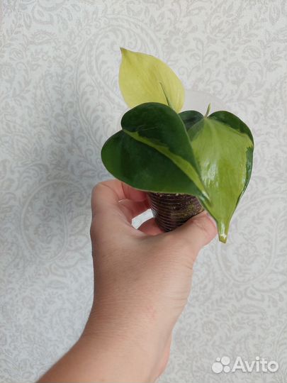 Сциндапсус, эпипремнум