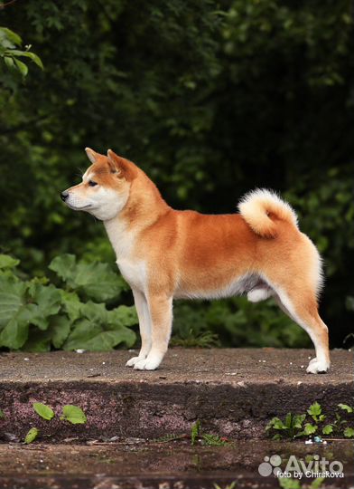 Сиба ину, кобель для вязки