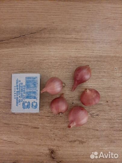 Лук семейный (шалот)