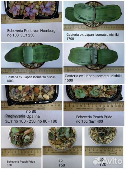 Суккуленты 5/6