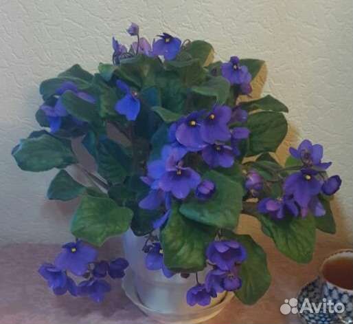 Фиалка, сорт Blue Boy