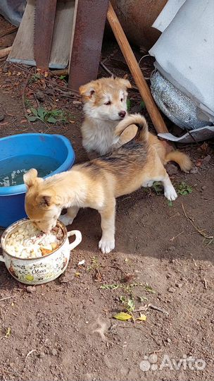 Собаки бесплатно