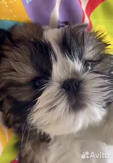 Щенки ши-тцу