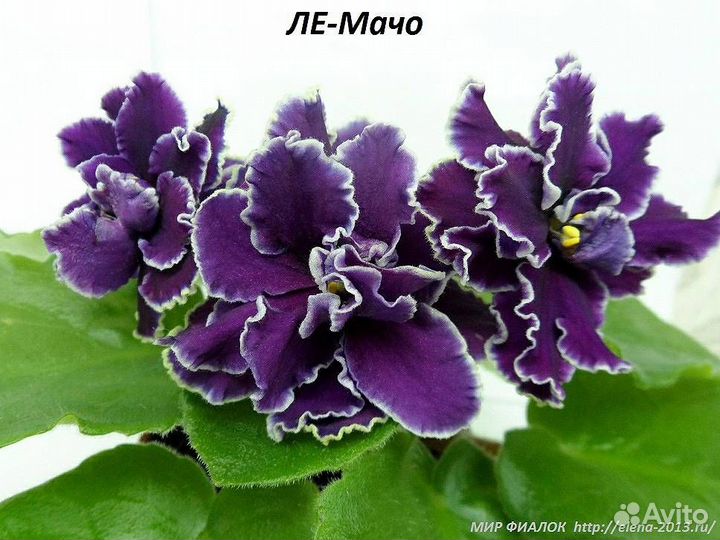 Комнатные растения цветы сортовые фиалки