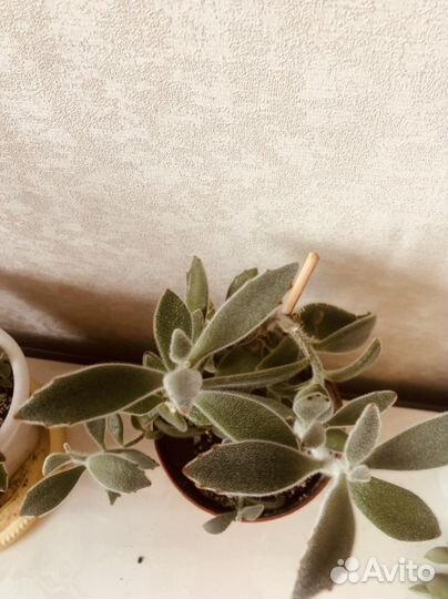 Кошачьи ушки суккулент