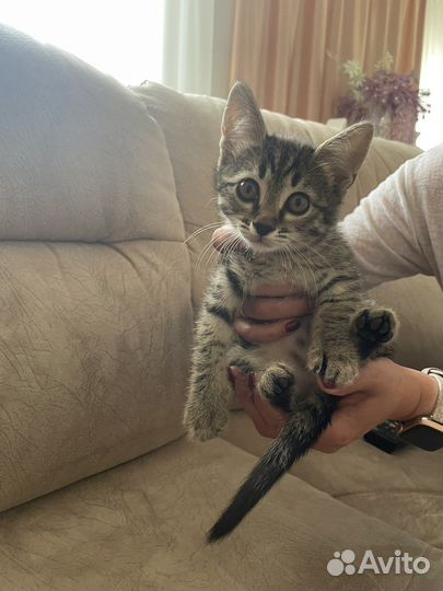 Кошка в дар бесплатно