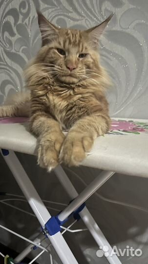 Кот мейн-кун вязка