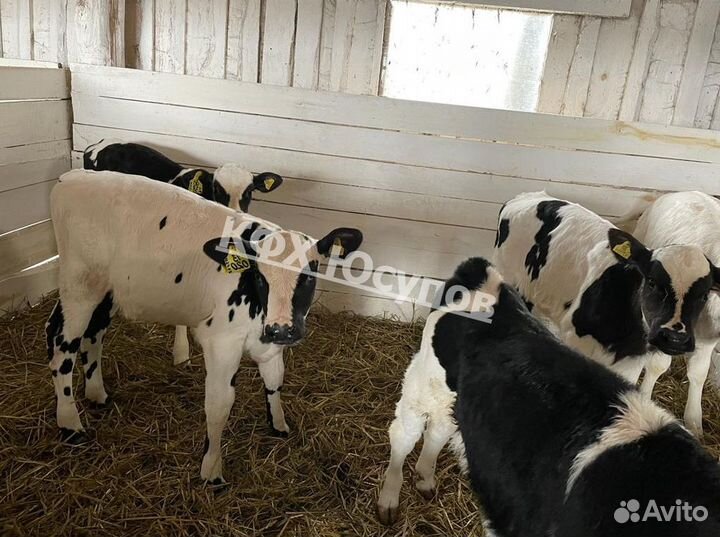 Телята бычки