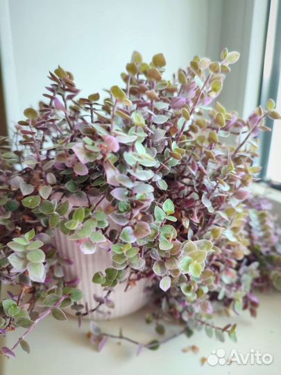 Комнатное растение Хильдебрандта