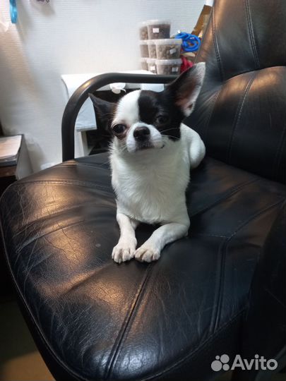 Зооняня,Догситтер