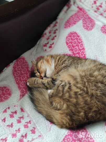 Кошку в добрые руки