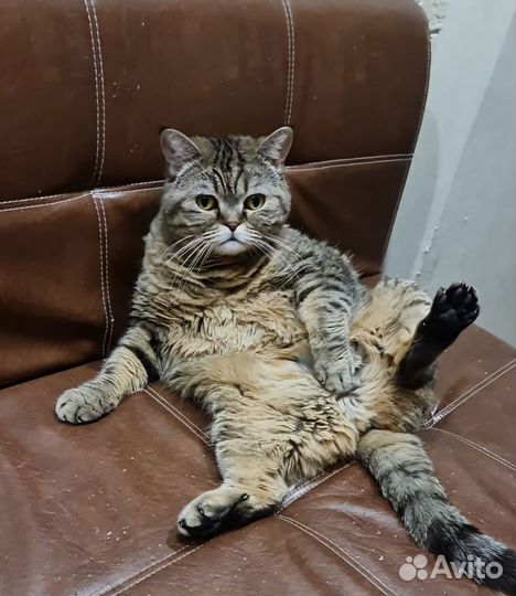 Шотландская кошка