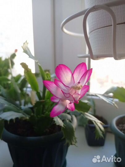 Декабрист сортовой розовый с белым dark eva