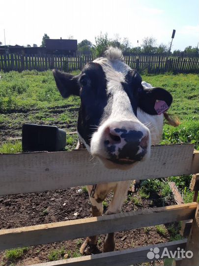 Корова дойная с теленком