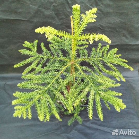 Араукария, комнатная ель