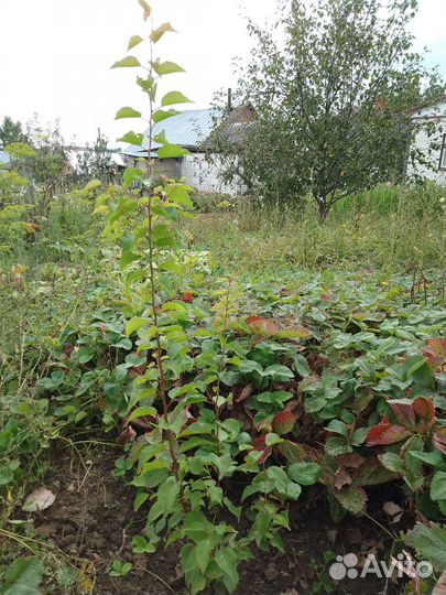 Саженец абрикоса