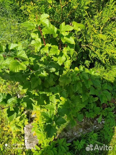 Пузыреплодник