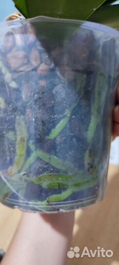 Орхидея фаленопсис биг лип