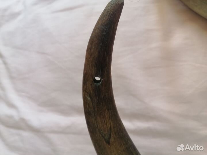 Рог быка большой 2 штуки