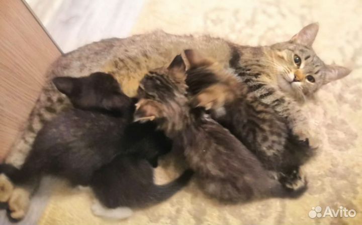 Добрые руки бесплатно