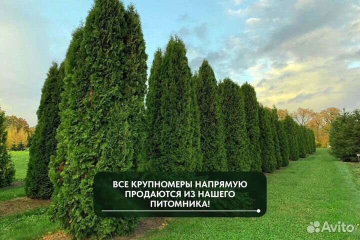 Туя западная Смарагд, крупномер